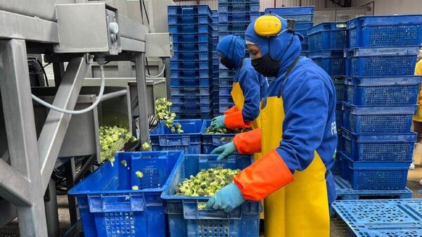 Las ventas en Ecuador crecieron un 8,2% de enero a septiembre del 2025 - Sputnik Mundo