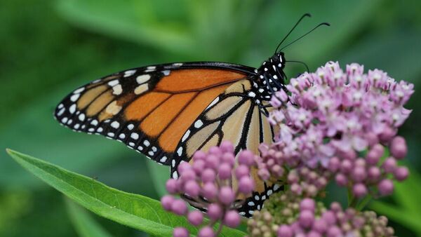 Ejemplar de mariposa monarca Ejemplar de mariposa monarca - Sputnik Mundo