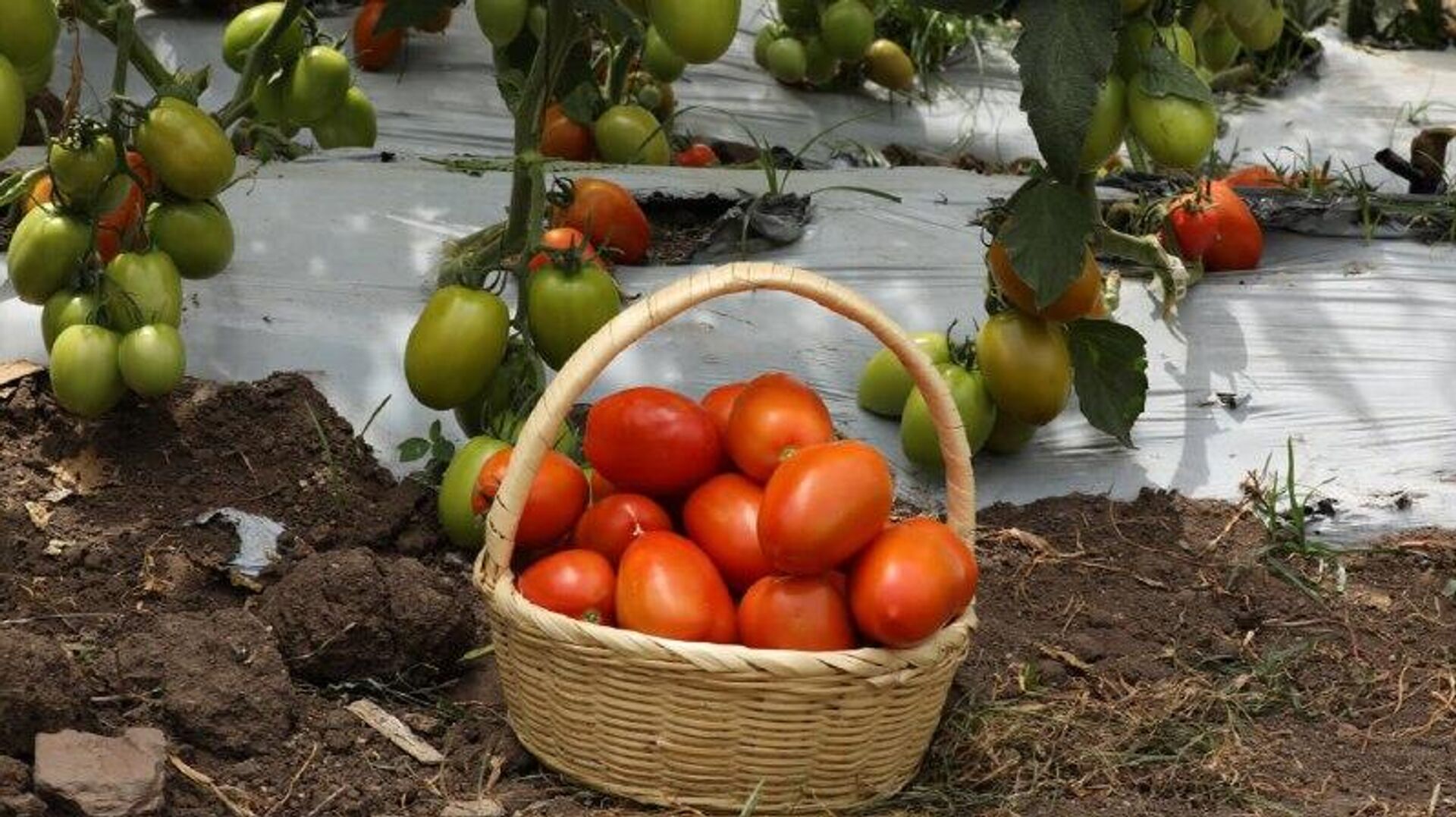 México registra inflación de 3,61% durante la primera quincena de noviembre México registra inflación de 3,61% durante la primera quincena de noviembre - Sputnik Mundo, 1920, 24.11.2025