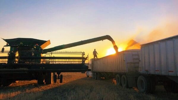 México importa cantidad récord de granos - Sputnik Mundo