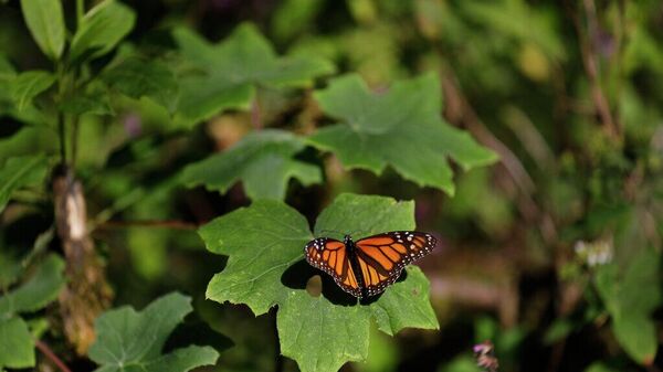 Una mariposa monarca reposa sobre una hoja en la zona de anidación en el santuario El Rosario, cerca de Ocampo, Michoacán - Sputnik Mundo