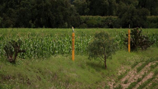 Postes amarillos con el mensaje No excavar, colocados por la petrolera estatal mexicana, Petróleos Mexicanos (Pemex), marcan un sistema de tuberías subterráneas cerca de Tepeaca, México, para frenar el huachicoleo (archivo) - Sputnik Mundo