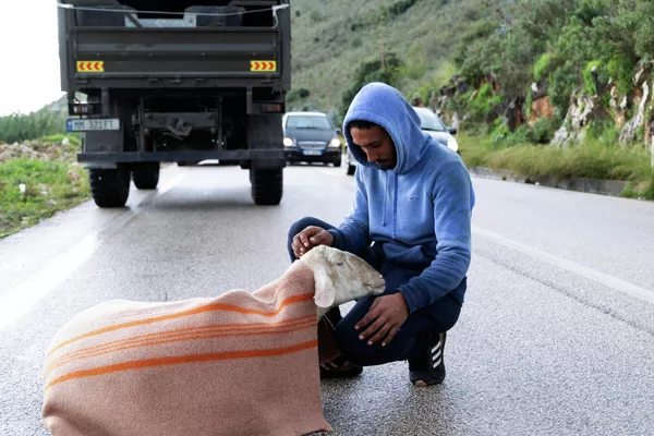 Un uomo si prende cura di una pecora dopo forti piogge in Albania. - Sputnik Mundo