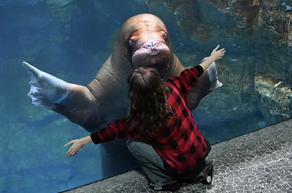 Celebrazione del compleanno di un tricheco di nome Misha in occasione della Giornata mondiale del tricheco presso un oceanario nella città russa di Vladivostok. - Sputnik Mundo