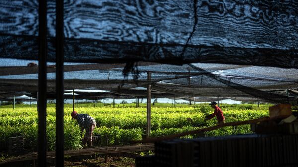Plantío de yerba mate en Argentina - Sputnik Mundo