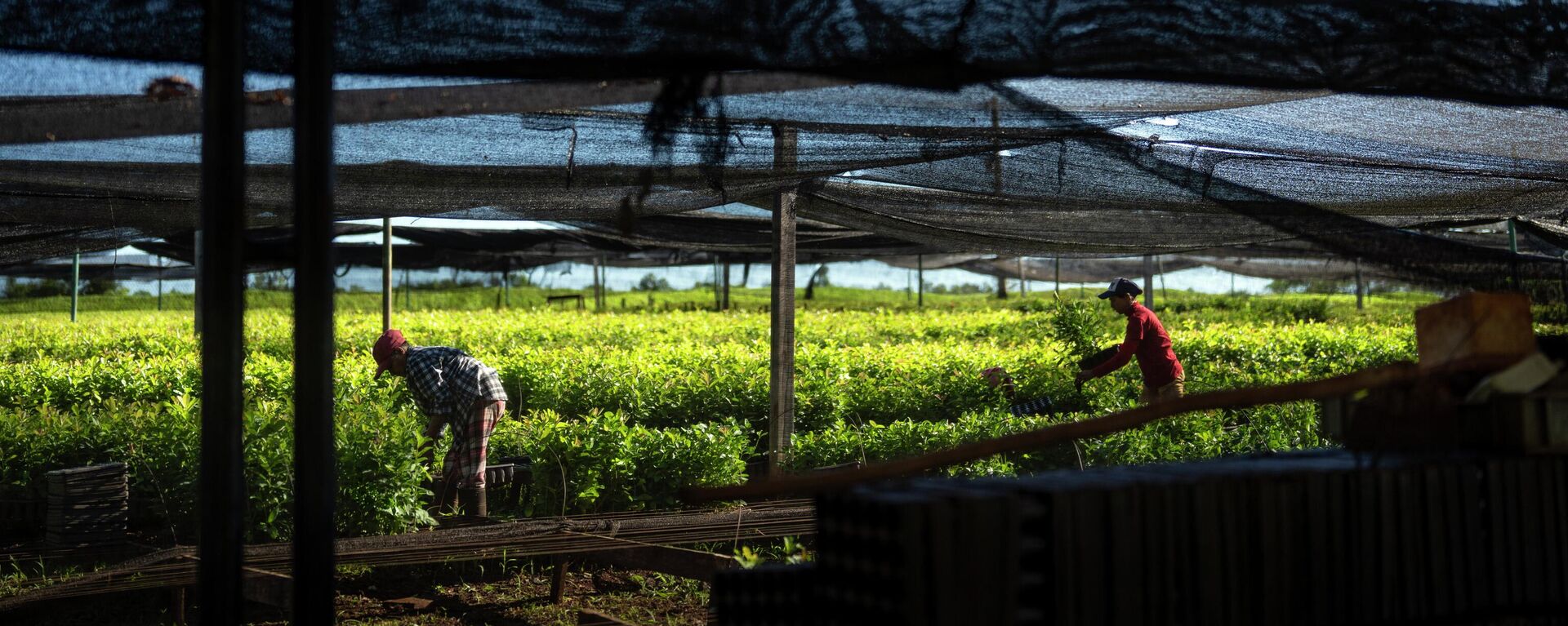 Plantío de yerba mate en Argentina - Sputnik Mundo, 1920, 29.11.2025