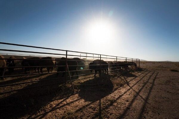 El bisonte americano regresa al desierto de Coahuila, al norte de México - Sputnik Mundo