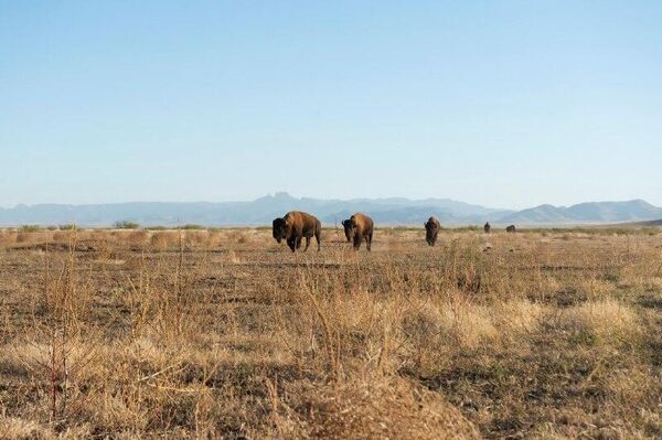 El bisonte americano regresa al desierto de Coahuila, al norte de México - Sputnik Mundo
