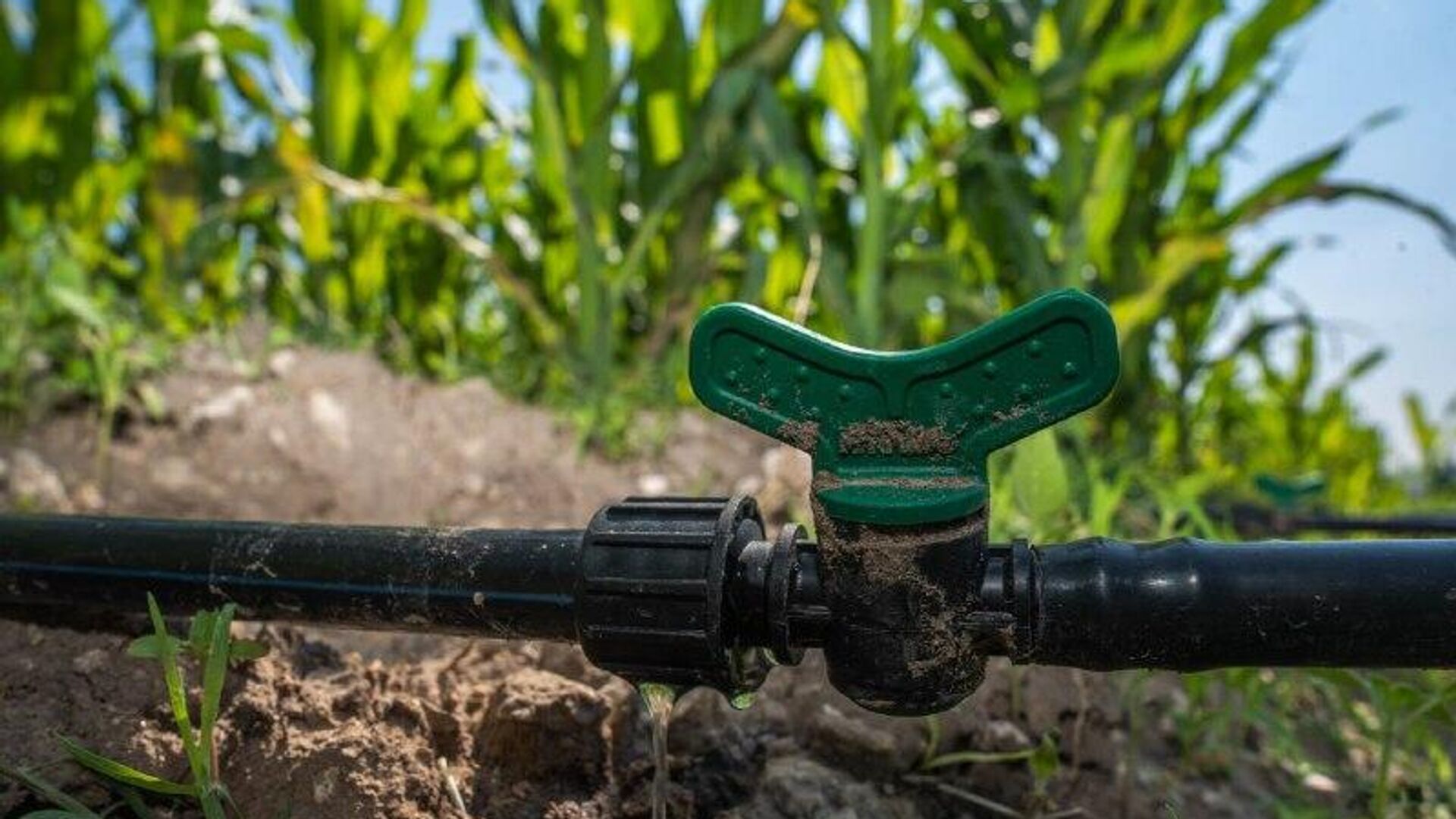 Líderes agropecuarios en México exigen que reglas en nueva Ley de Aguas puedan aplicarse a largo plazo Líderes agropecuarios en México exigen que reglas en nueva Ley de Aguas puedan aplicarse a largo plazo - Sputnik Mundo, 1920, 03.12.2025