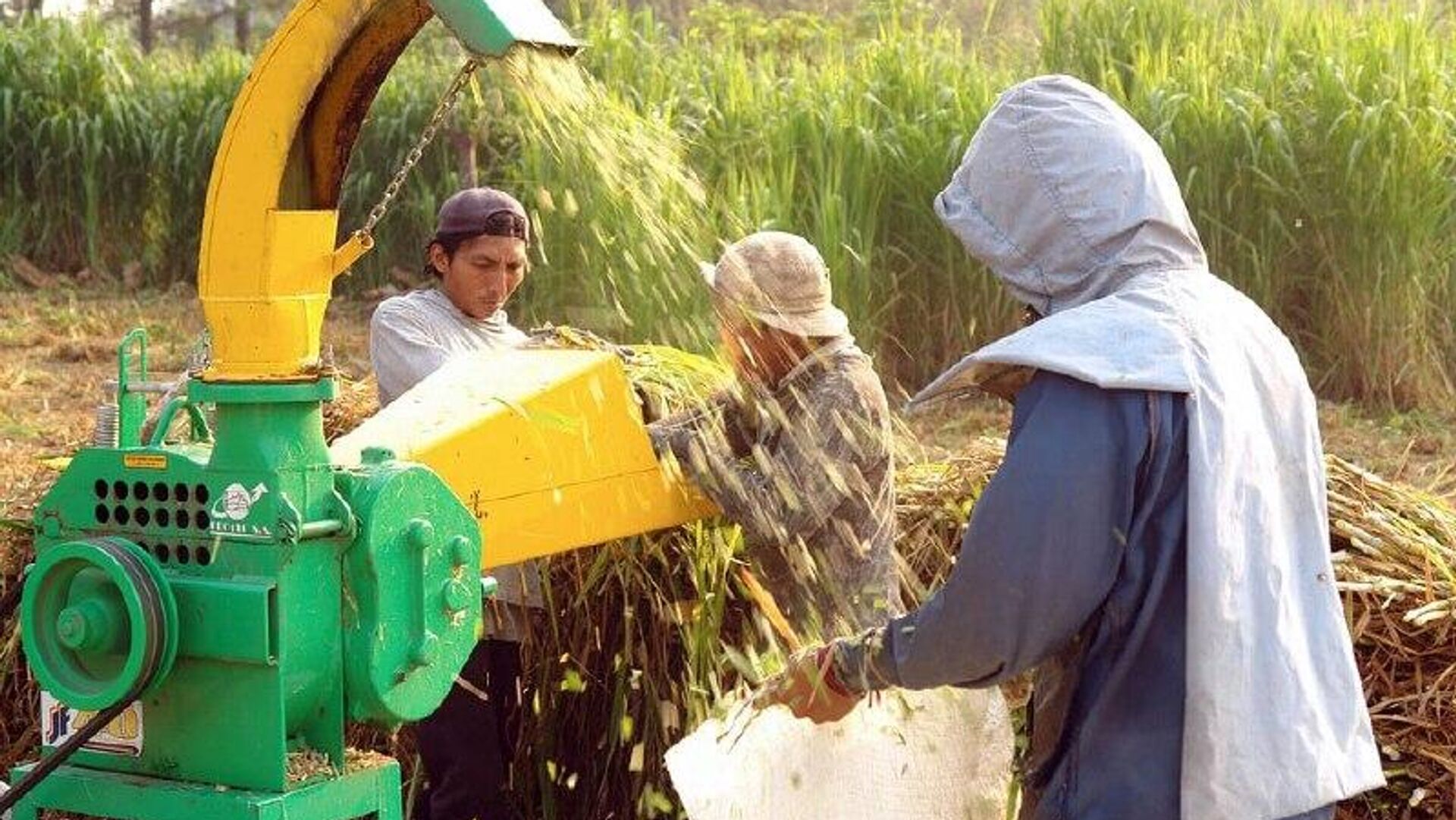 Bolivia, Perú y Ecuador lideran la informalidad laboral agrícola en Latinoamérica Bolivia, Perú y Ecuador lideran la informalidad laboral agrícola en Latinoamérica - Sputnik Mundo, 1920, 05.12.2025
