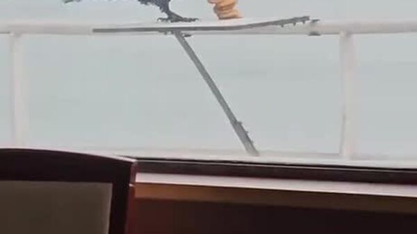 Cálculos precisos: un cuervo recoge con ahínco unas golosinas que al parecer son muchas - Sputnik Mundo