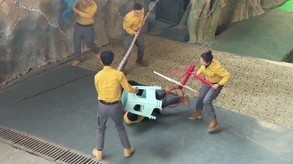 Un oso ataca a un entrenador durante un espectáculo en China - Sputnik Mundo