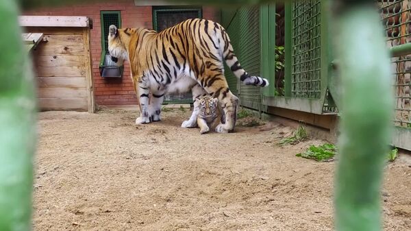 El Zoológico de Moscú celebra la ampliación de la familia de los tigres de Amur - Sputnik Mundo