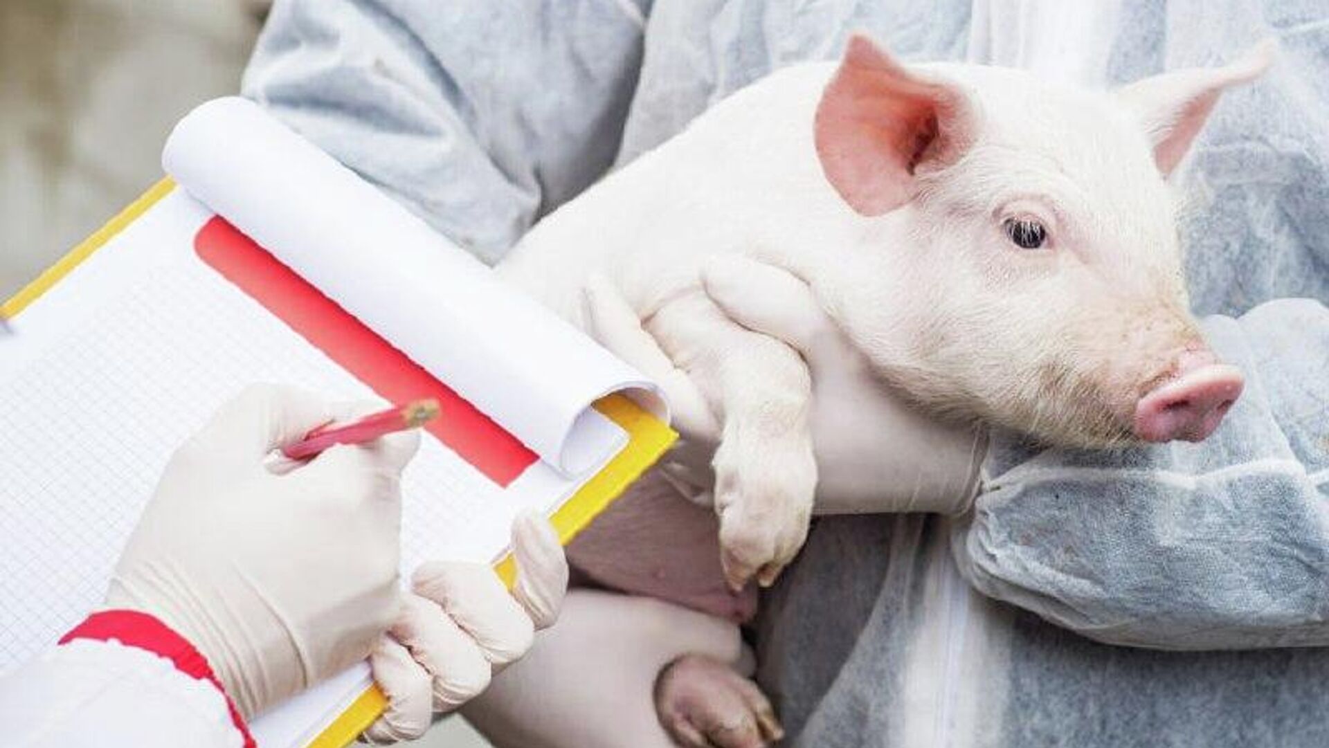 Gobierno catalán declara emergencia y aprueba medidas urgentes para combatir el brote de peste porcina africana Gobierno catalán declara emergencia y aprueba medidas urgentes para combatir el brote de peste porcina africana - Sputnik Mundo, 1920, 09.12.2025