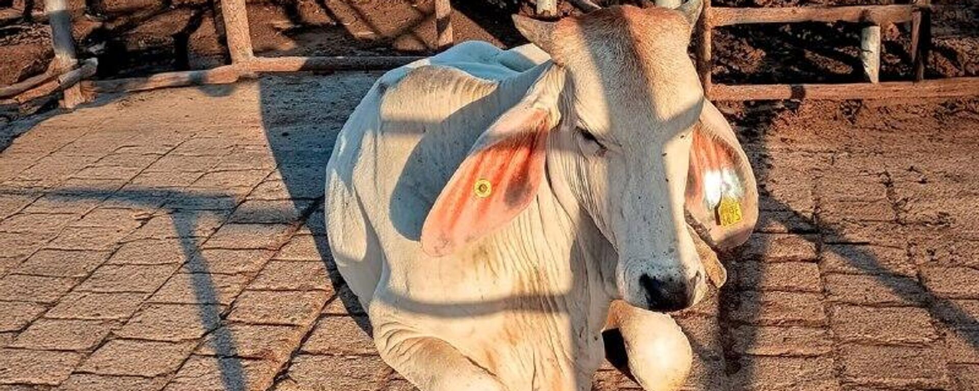 🪱 Reportan pérdidas millonarias del sector ganadero de México por el gusano barrenador - Sputnik Mundo, 1920, 11.12.2025