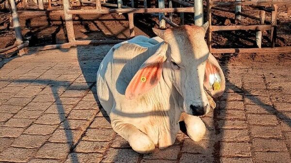 🪱 Reportan pérdidas millonarias del sector ganadero de México por el gusano barrenador - Sputnik Mundo