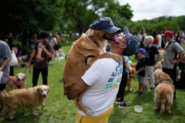 Un hombre sostiene a su mascota Manola en un parque del barrio de Palermo mientras la gente intenta establecer un récord mundial para la mayor cantidad de golden retrievers reunidos en un parque, en Buenos Aires, Argentina.  - Sputnik Mundo