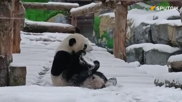 Diversión con nieve: así la panda Katiusha disfruta del invierno - Sputnik Mundo