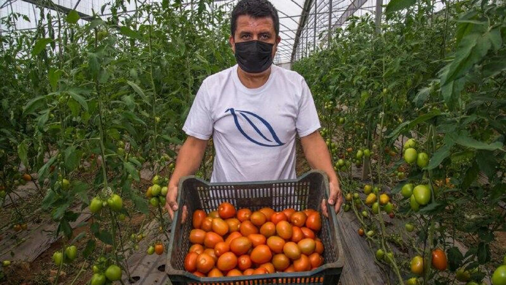 Aumento de precios afecta más a hogares con ingresos medios en México, según datos oficiales Aumento de precios afecta más a hogares con ingresos medios en México, según datos oficiales - Sputnik Mundo, 1920, 16.12.2025