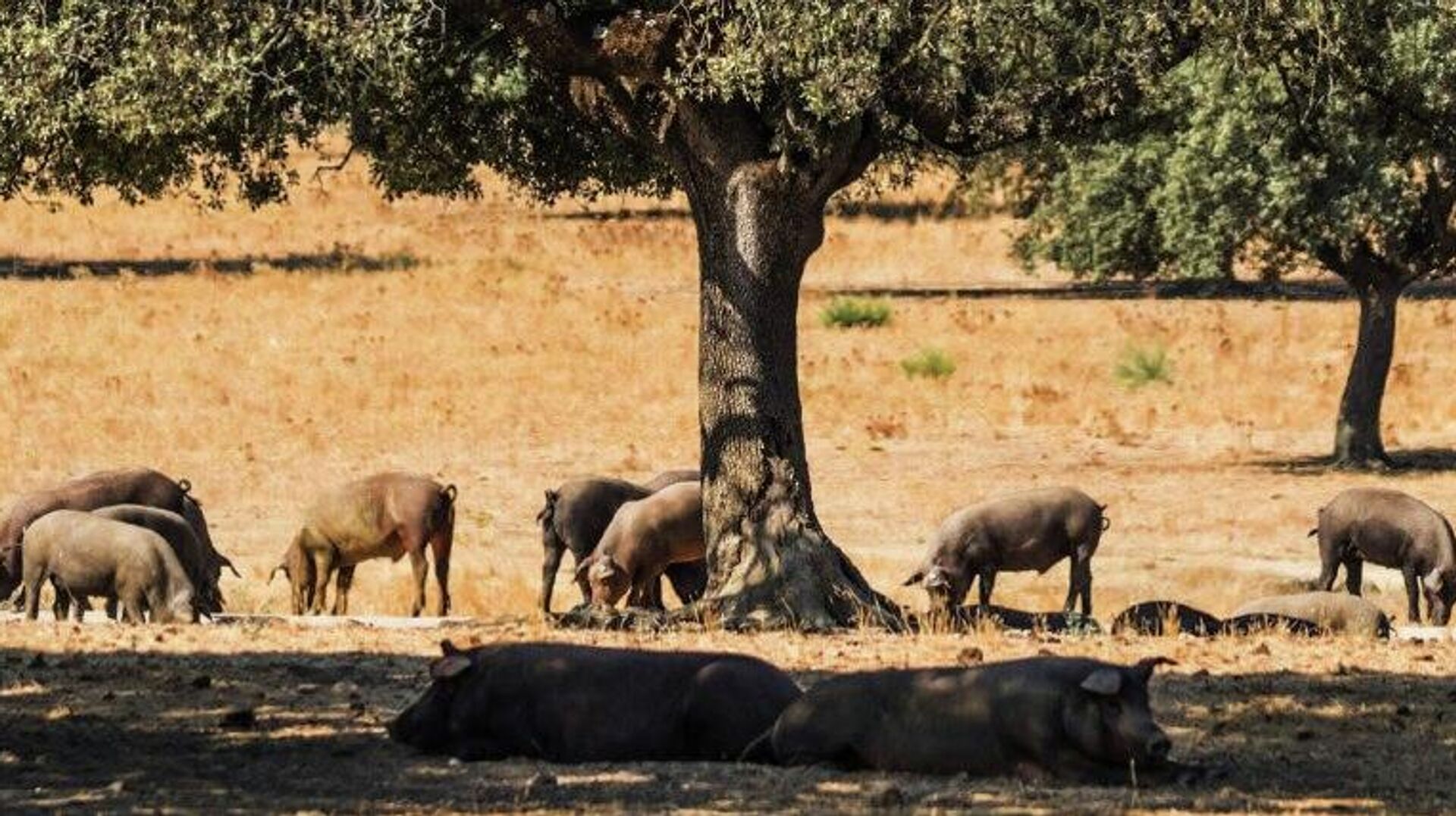 China impone aranceles a algunos productos porcinos de Europa China impone aranceles a algunos productos porcinos de Europa - Sputnik Mundo, 1920, 17.12.2025