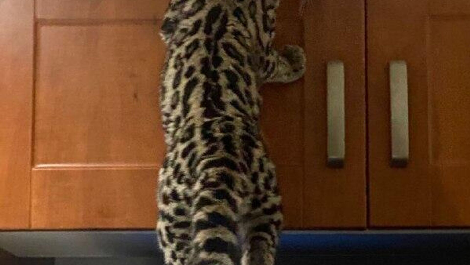 ⬛ ¡Qué susto! Un gato salvaje irrumpe en una casa de la Ciudad de México ⬛ ¡Qué susto! Un gato salvaje irrumpe en una casa de la Ciudad de México - Sputnik Mundo, 1920, 17.12.2025