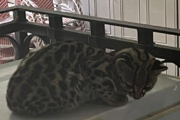 ⬛ ¡Qué susto! Un gato salvaje irrumpe en una casa de la Ciudad de México ⬛ ¡Qué susto! Un gato salvaje irrumpe en una casa de la Ciudad de México - Sputnik Mundo