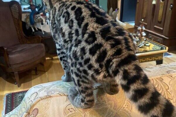 ⬛ ¡Qué susto! Un gato salvaje irrumpe en una casa de la Ciudad de México ⬛ ¡Qué susto! Un gato salvaje irrumpe en una casa de la Ciudad de México - Sputnik Mundo