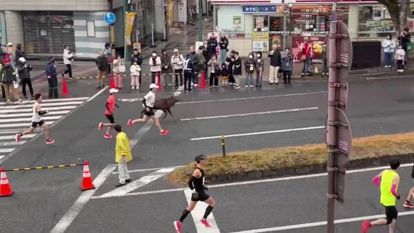 ‍ Ciervos maratonistas se vuelven todo un espectáculo en Japón - Sputnik Mundo
