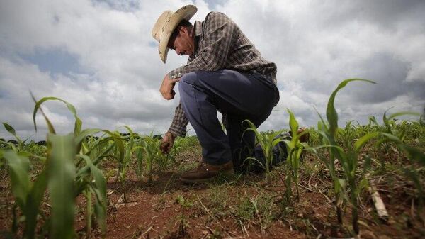 México alcanza hito en compras de maíz blanco durante 2025, según autoridades - Sputnik Mundo