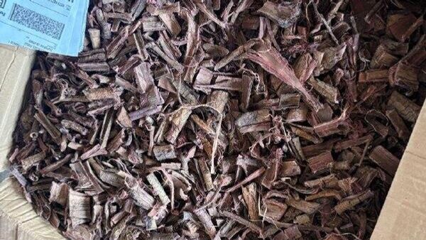 Autoridades mexicanas incautan 96 kilos de alucinógenos en el este del país - Sputnik Mundo