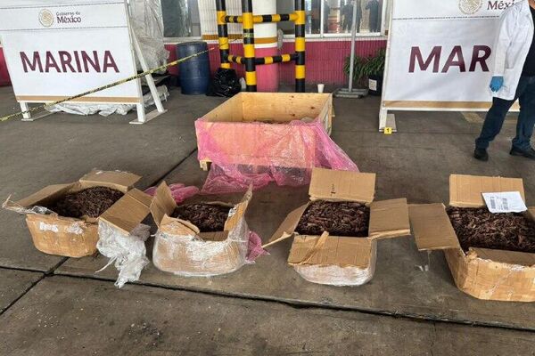 Autoridades mexicanas incautan 96 kilos de alucinógenos en el este del país - Sputnik Mundo