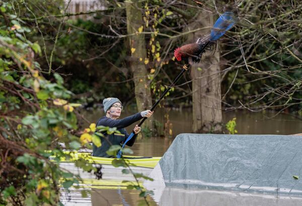 Un gallo se aferra al remo de una mujer durante el rescate de un gallinero inundado en la ciudad de Burlington, EEUU. - Sputnik Mundo