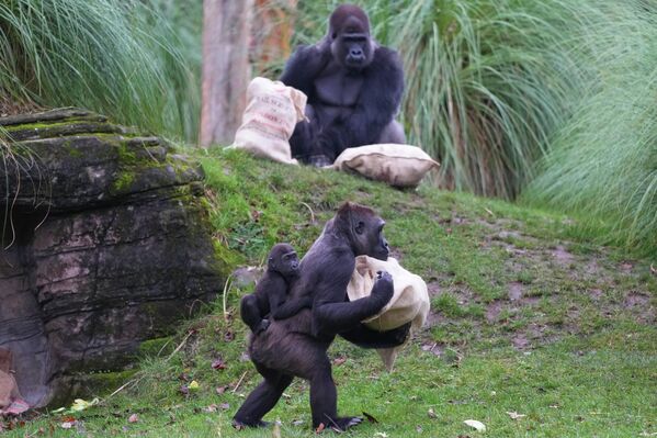 Effie lleva a la bebé Venus mientras su padre Kiburi observa. Estos son miembros de una familia de gorilas occidentales, en peligro crítico de extinción, que investigan los sacos navideños regalados por los cuidadores del zoológico de Londres. - Sputnik Mundo