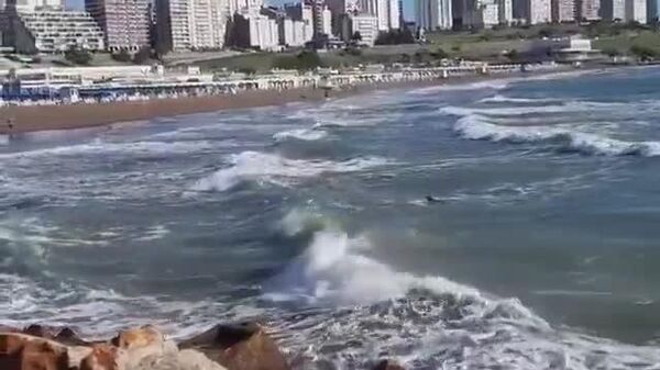 ‍ Héroe sin capa se lanza al agua para salvar a un perro en Mar del Plata - Sputnik Mundo