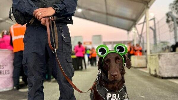 ‍ ¡Deben olfatear más bolsos! Perros apoyan en operativo de seguridad para conciertos de Bad Bunny en CDMX - Sputnik Mundo