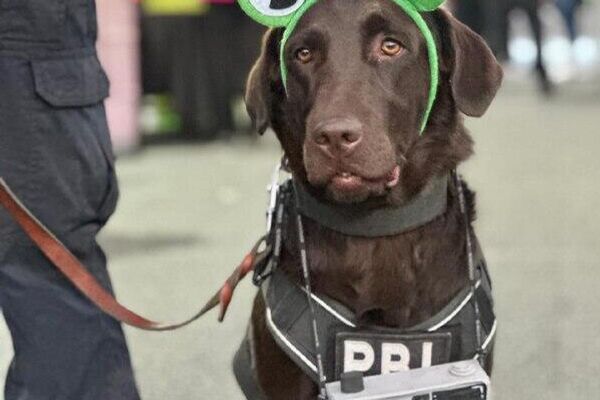 ‍ ¡Deben olfatear más bolsos! Perros apoyan en operativo de seguridad para conciertos de Bad Bunny en CDMX - Sputnik Mundo