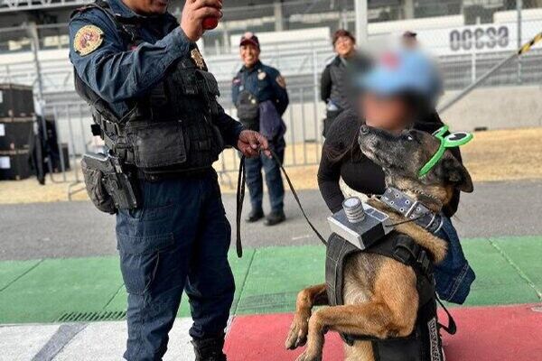 ‍ ¡Deben olfatear más bolsos! Perros apoyan en operativo de seguridad para conciertos de Bad Bunny en CDMX - Sputnik Mundo