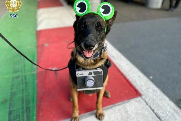 ‍ ¡Deben olfatear más bolsos! Perros apoyan en operativo de seguridad para conciertos de Bad Bunny en CDMX - Sputnik Mundo