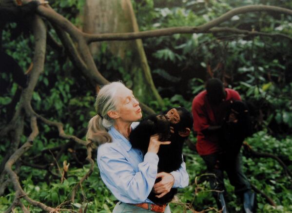 El 1 de octubre, a los 91 años, falleció la mundialmente reconocida primatóloga y defensora de la naturaleza británica Jane Goodall. Sus investigaciones revelaron gran parte de lo que hoy sabemos sobre los chimpancés, incluido el hecho de que son capaces de utilizar herramientas para sus propios fines.Gracias a su curiosidad y extraordinaria capacidad de observación, la falta de una educación académica formal no fue un obstáculo para su labor científica: Goodall escribió numerosas obras y realizó una contribución enorme al desarrollo de la ciencia. - Sputnik Mundo