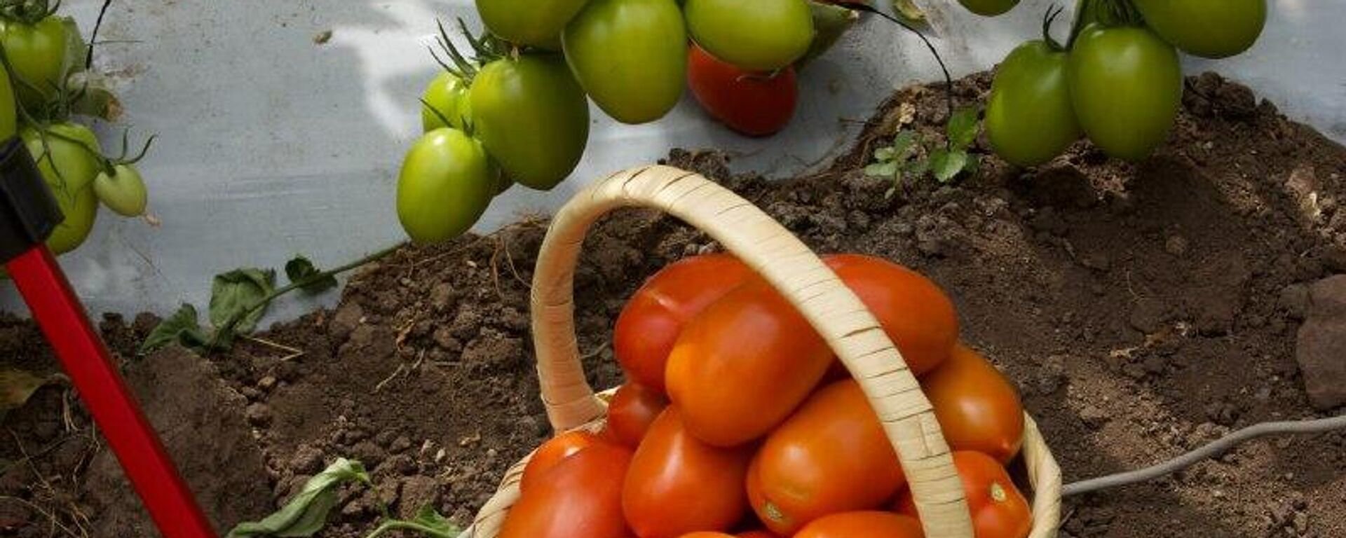 La inflación en México se desaceleró a un 3,72% en la primera quincena de diciembre - Sputnik Mundo, 1920, 24.12.2025