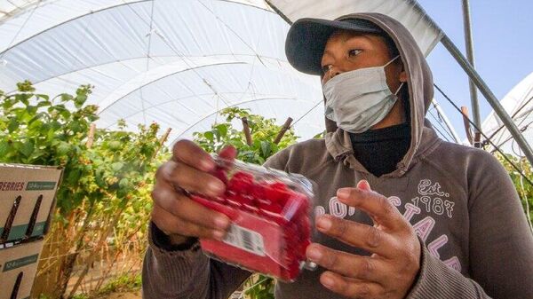 Importaciones y recortes presupuestales pondrán en jaque al campo mexicano en 2026, advierte organismo - Sputnik Mundo