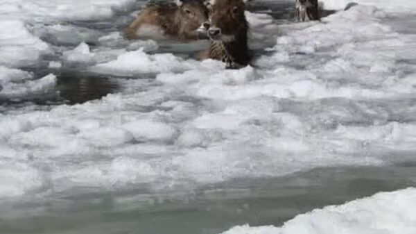 Unidos contra el frío: salvan a tres ciervos raros en China de una trampa natural - Sputnik Mundo