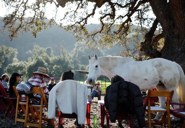 La yegua líder, Rose, camina entre los sobrevivientes del incendio durante el retiro de un día Horses and Healing: Finding Strength After the Fires (Caballos y curación: encontrar fuerzas tras los incendios) en un rancho equino curativo, en Agoura Hills, California.Este evento especial navideño en las montañas de Santa Mónica ofreció prácticas somáticas asistidas por caballos, para apoyar la recuperación de la comunidad de sobrevivientes de los incendios de Eaton y Palisades, con un pequeño grupo de caballos rescatados.La propietaria del rancho sin fines de lucro, Kiki Ebsen, ha estado organizando este evento de manera semi-regular y gratuita, principalmente para los sobrevivientes que perdieron sus hogares en los incendios de enero. - Sputnik Mundo