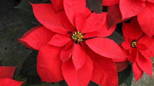 Venta de nochebuenas en Ciudad de México deja ingresos millonarios, según autoridades - Sputnik Mundo