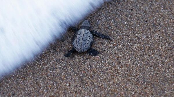 Las tortugas están dentro de los animales más traficados en México. - Sputnik Mundo
