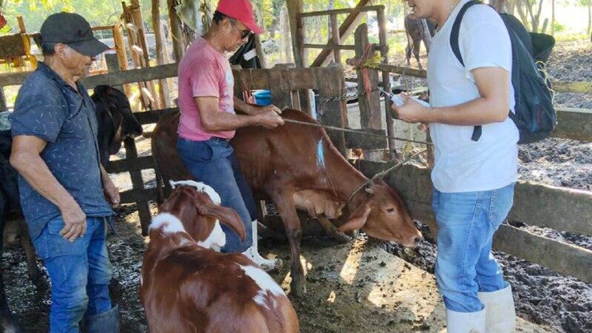 🪱 México reporta 698 casos activos de gusano barrenador en el país - Sputnik Mundo, 1920, 01.01.2026