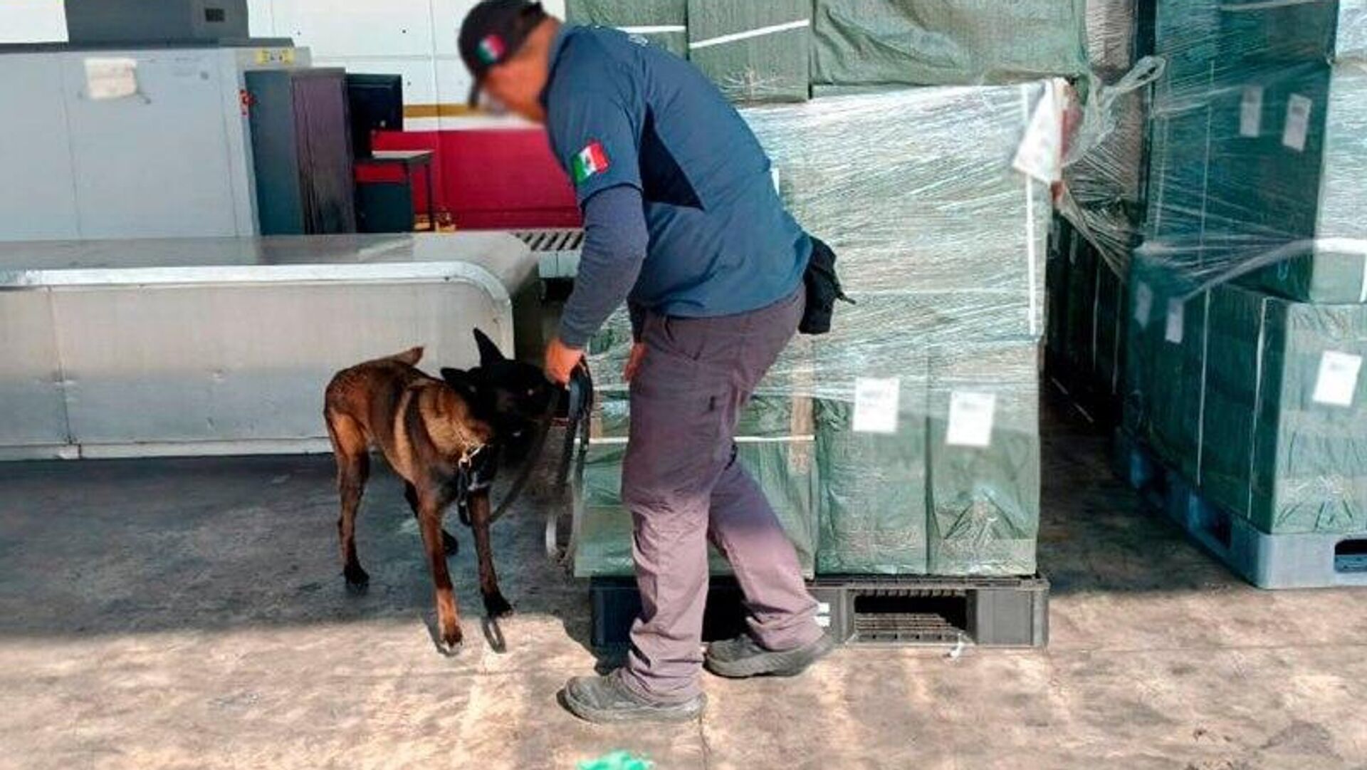 México confisca 19 toneladas de tabaco ilegal con destino a Japón México confisca 19 toneladas de tabaco ilegal con destino a Japón - Sputnik Mundo, 1920, 10.01.2026