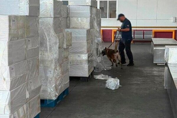 México confisca 19 toneladas de tabaco ilegal con destino a Japón México confisca 19 toneladas de tabaco ilegal con destino a Japón - Sputnik Mundo