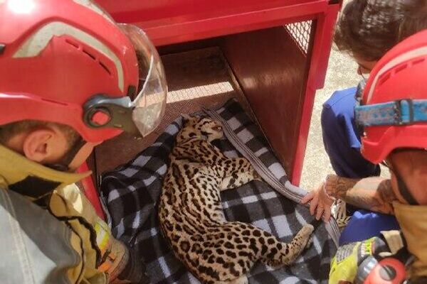 Salió de su casa ¡y vio un ocelote! - Sputnik Mundo