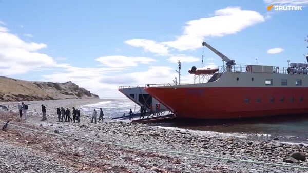 Pingüinos extraordinarios atraen a miles de turistas a la isla Magdalena de Chile - Sputnik Mundo